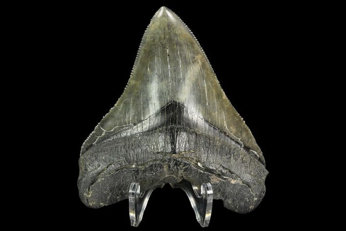 Serrated, Fossil Megalodon Tooth - South Carolina #128295